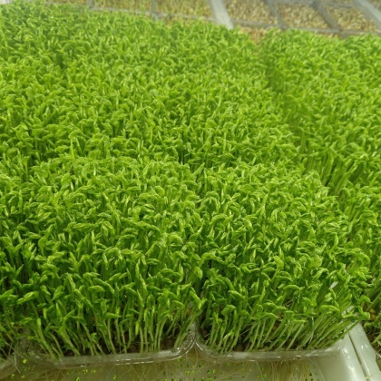 湖北孝感云梦县豌豆苗价格行情走势 - 一亩田