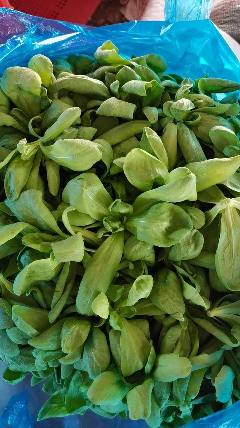 南通通州区大叶茼蒿菜/蓬蒿菜,常年种植,质量保证物美价廉