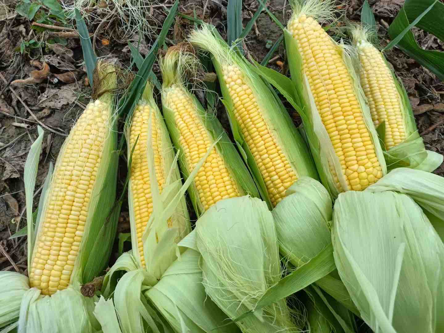 一根新鲜采摘的黄色甜玉米,外皮略带湿润光泽,玉米粒饱满金黄,部分外层苞叶自然剥开,露出整齐排列的籽粒,背景为田园农场环境,阳光柔和 甜玉米棒特写