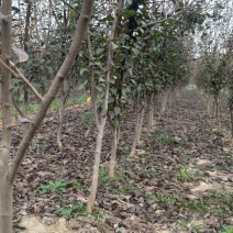 梨树，占地梨树红梨3~8年梨树
