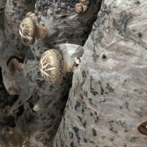 「成熟香菇菌棒」在家即可出菇现摘现吃可视频欢迎联系