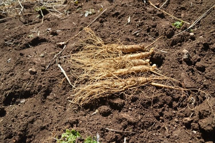 长白山深山老林中的野山参采挖现场