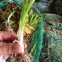 【精选黄花菜种苗】湖南祁东县黄花菜种苗大量供应技术服务