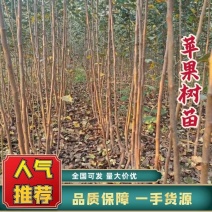 精品苹果苗苹果树苗红富士苹果苗诚信经营价格低