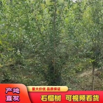 石榴树石榴树苗质量保证价格低规格齐全水果苗欢迎咨询