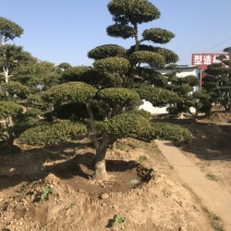 黄杨造型树，庭院别墅盆景
