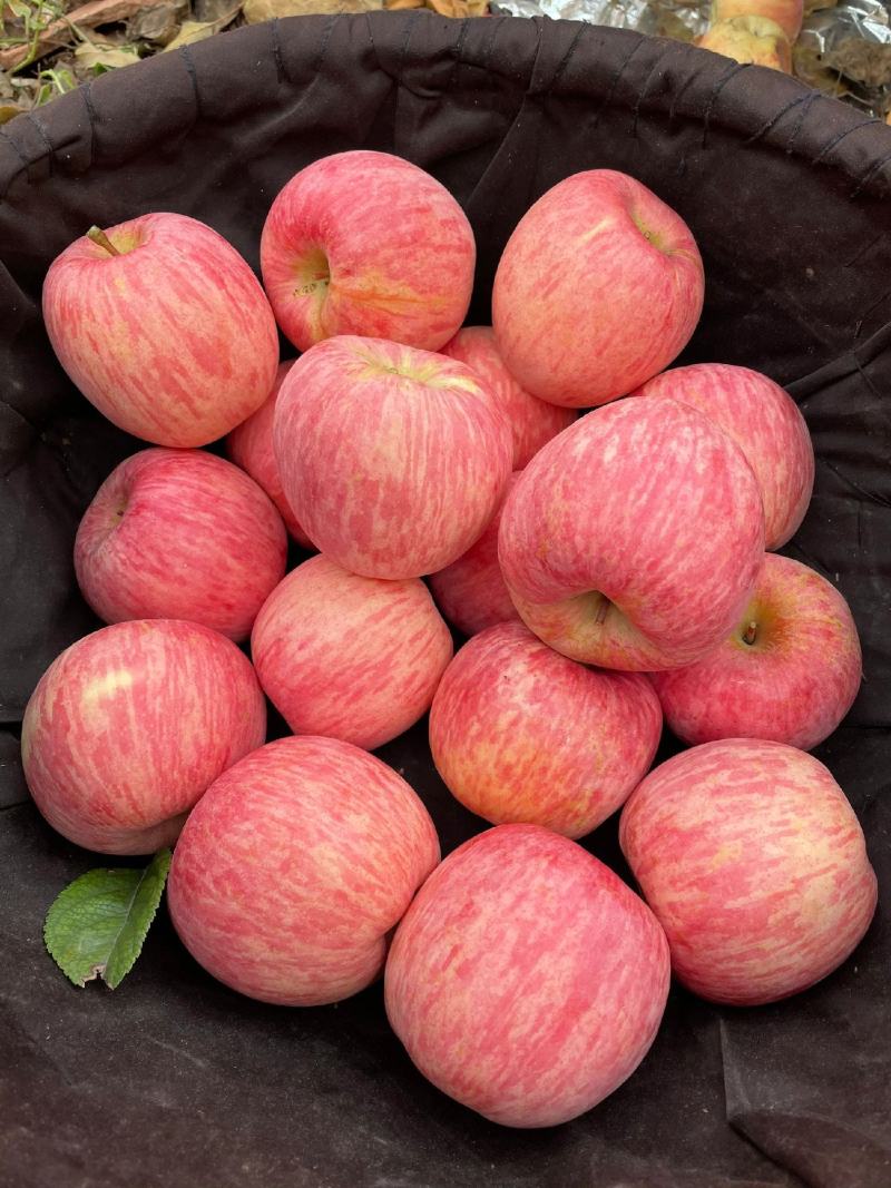 精品纸袋膜袋红富士苹果条红按需包装可对接商超团购