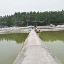 锦鲤