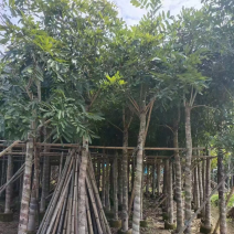 桃花心木