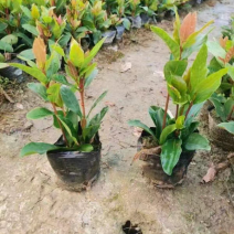 龙船花