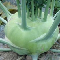 苤蓝菜