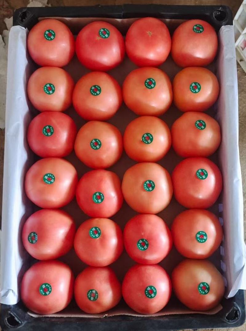 硬粉西红柿聊城沙镇西红柿万亩大棚蔬菜产区直发代收代发