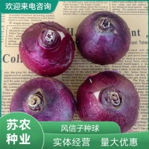 荷兰进口水培风信子种球浓香型花卉室内外阳台种植耐寒