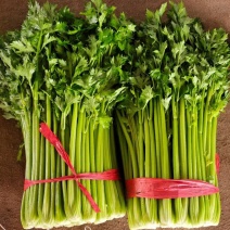 西芹山东芹菜法国皇后芹菜大棚种植芹菜代收代发全国