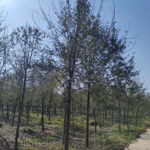 山东杜梨8-18公分，产地直供，树品树形，量大从优，欢迎采购