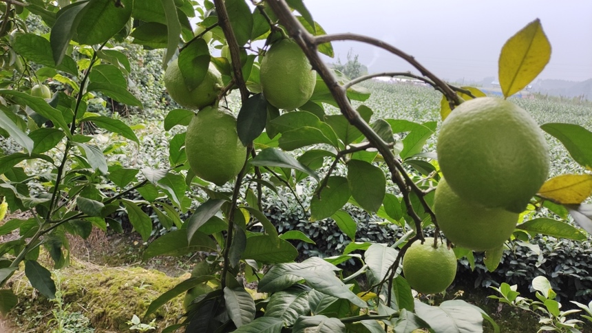一棵生长在云南西双版纳山坡果园中的尤力克青柠树,树高约2米,枝叶繁茂,叶片狭长深绿,部分枝条挂有青绿色椭圆形果实,阳光透过树叶形成斑驳光影,地面覆盖有机腐殖质,体现生态种植环境 尤力克青柠植株特写