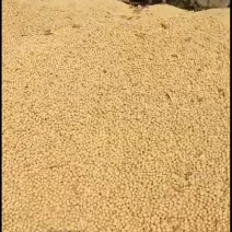 黄豆