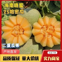 甘肃蜜瓜小蜜25哈蜜瓜，民勤蜜瓜现摘现发，供应全国市场