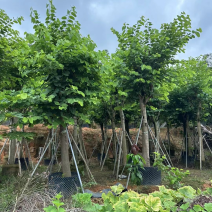 红花紫荊5至20分