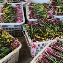 红菜苔