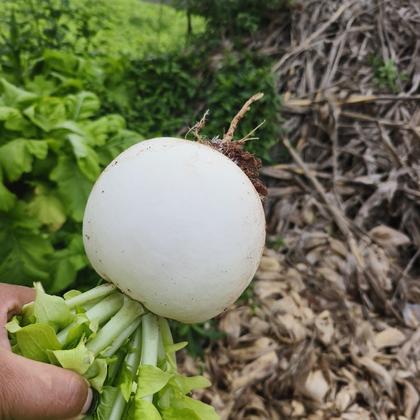 甘肃定西临洮县圆根萝卜产地行情