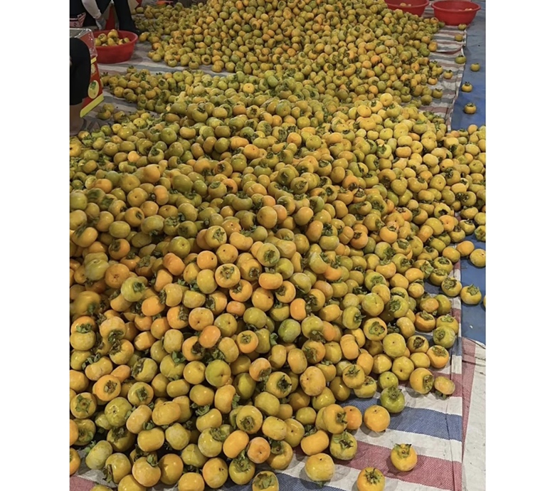 温水脱涩操作现场图