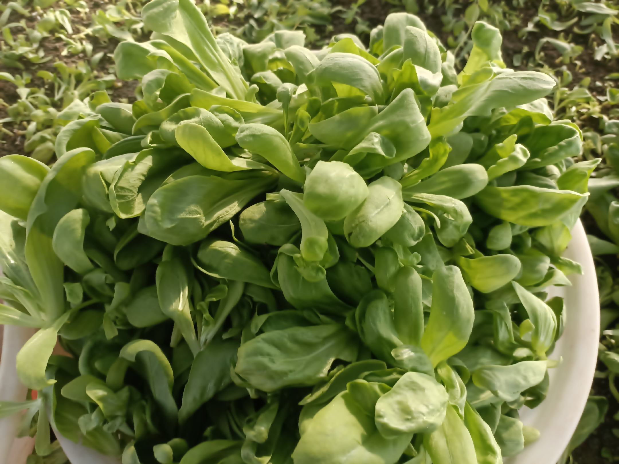 小叶茼蒿在厨房中新鲜采摘的场景