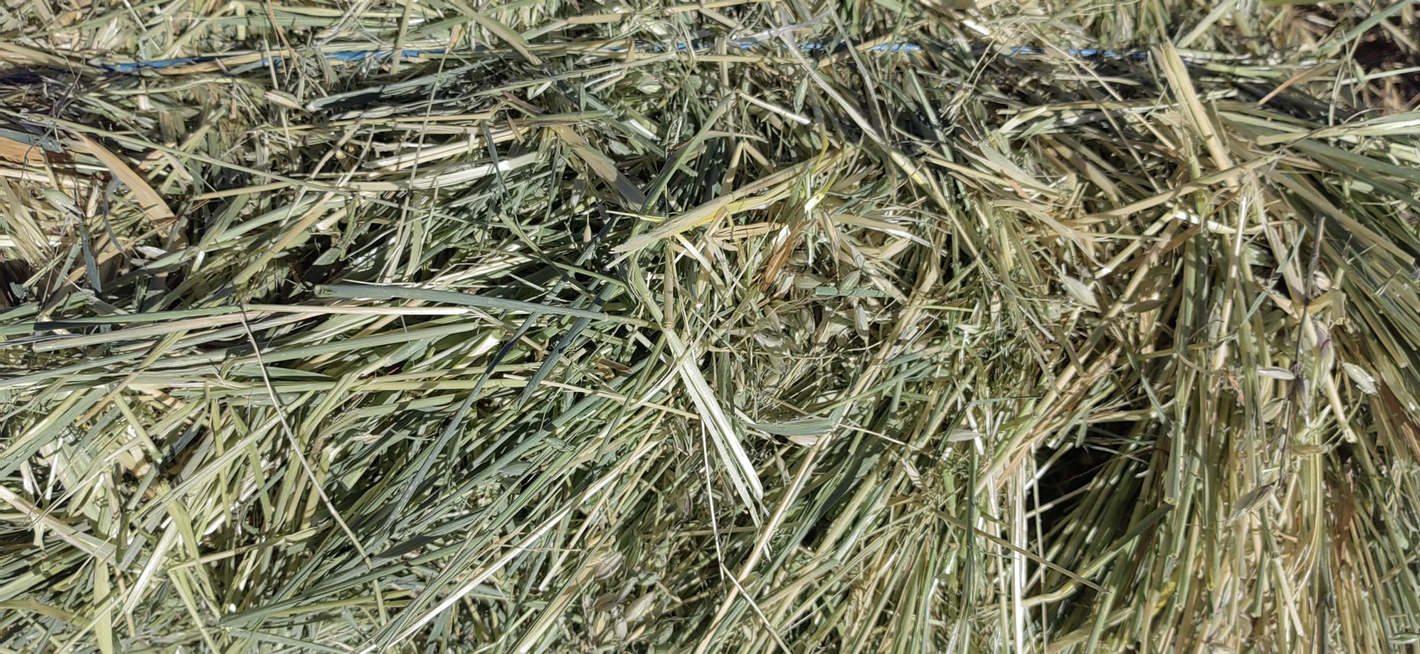 展示几种典型莎草科杂草的形态特征 识别莎草科杂草