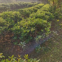 海桐球