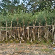 大量串钱柳4至10分出售