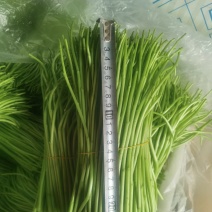 精品黎蒿