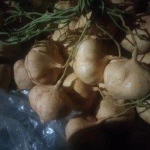 凉薯