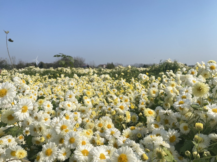 展示农户在清晨露水未干时手工采摘杭白菊鲜花,篮中盛满洁白花瓣、金黄花心的完整花朵;背景为整齐排列的杭白菊种植田,远处有晾晒棚和电热烘干设备,体现从田间到初加工的全过程 杭白菊采收与初加工现场图