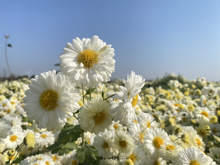 杭白菊花朵特写