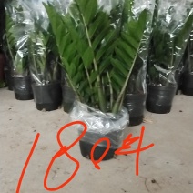 海南金钱树种植户，