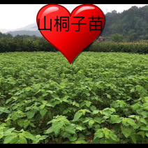 毛叶山桐子苗（精品）一年苗二年苗