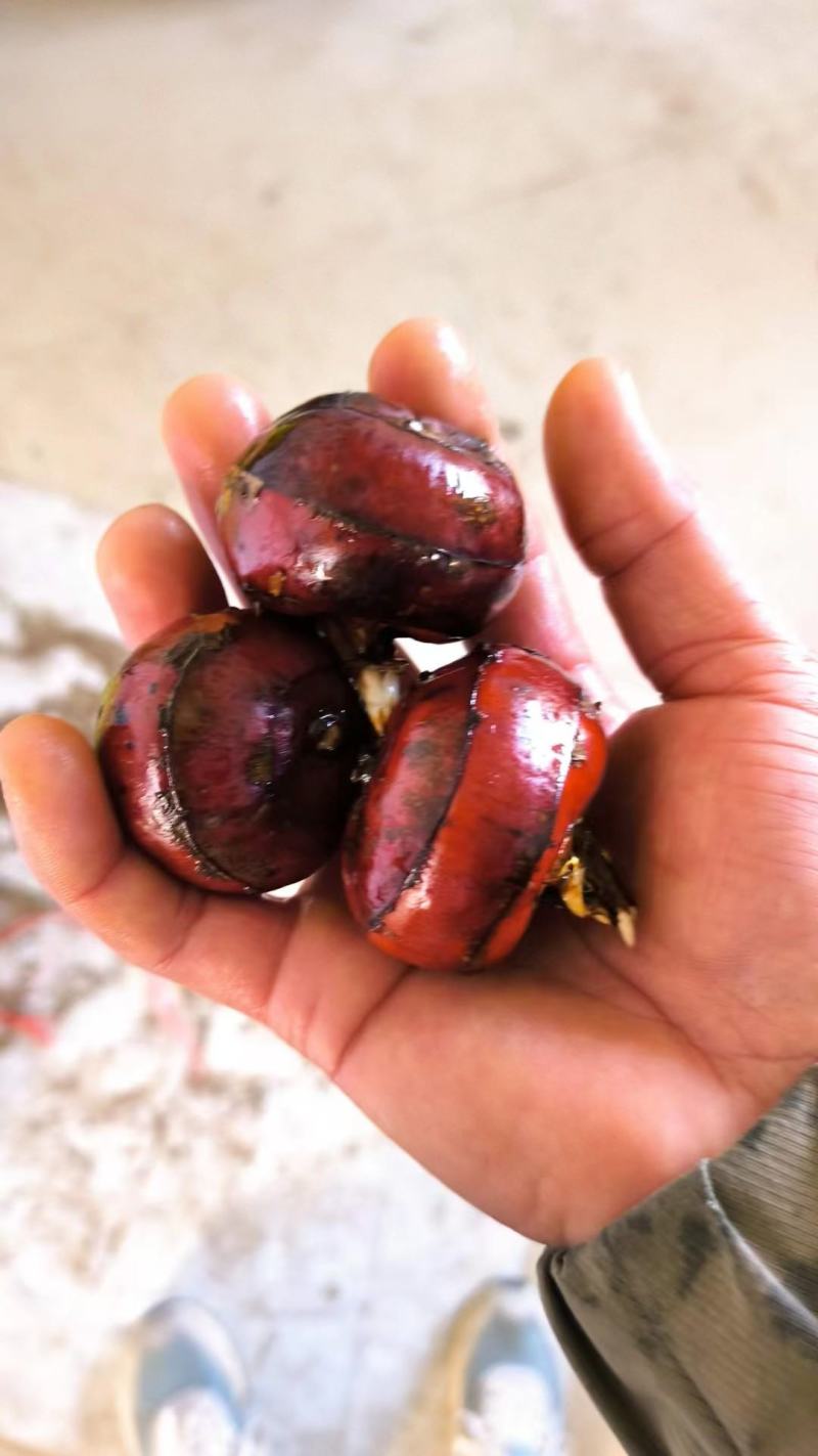 马蹄水果马蹄超甜无渣大量现货供应市场货电商