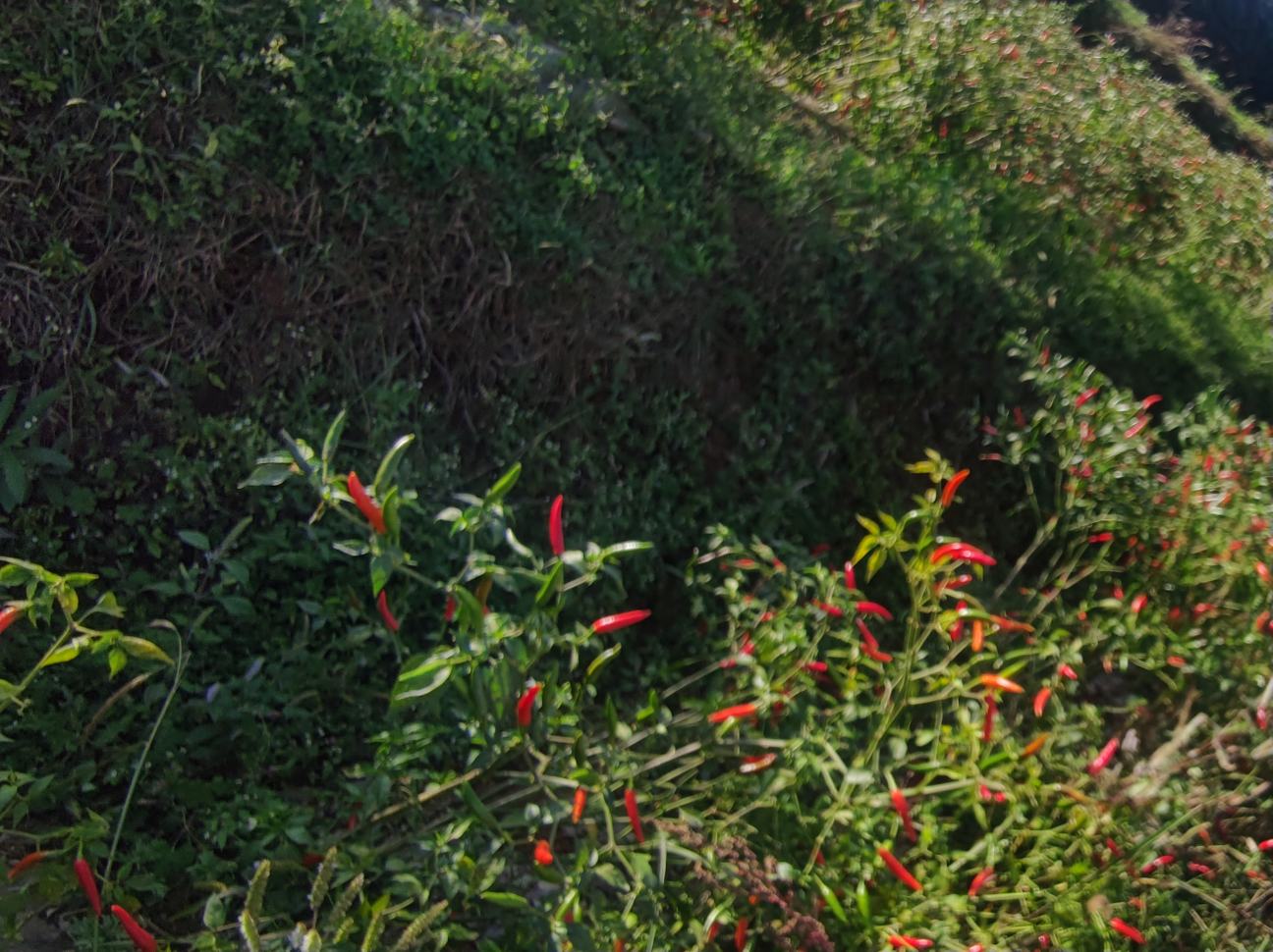 青色小米椒特写