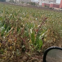 250亩辣根找收购商