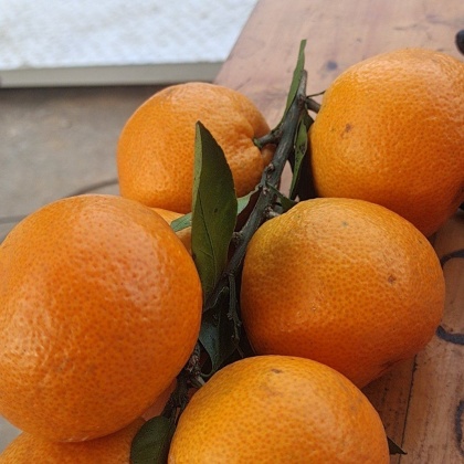 陕西汉中叶桔产地行情