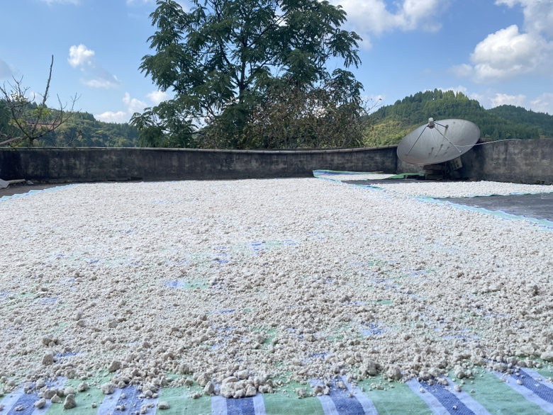 实验室场景：白色操作台上并列摆放三组样品——左为金黄色旱黄瓜籽粒（饱满、种皮棕褐有纵纹）、中为细腻淡绿色旱黄瓜籽粉（装于琥珀色玻璃瓶，标签注明“甘肃武威旱作基地”）、右为HPLC检测图谱特写（标出α-亚麻酸、葫芦素B、落叶松树脂醇三个特征峰）