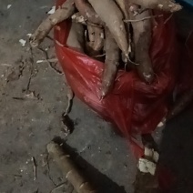 广西木薯