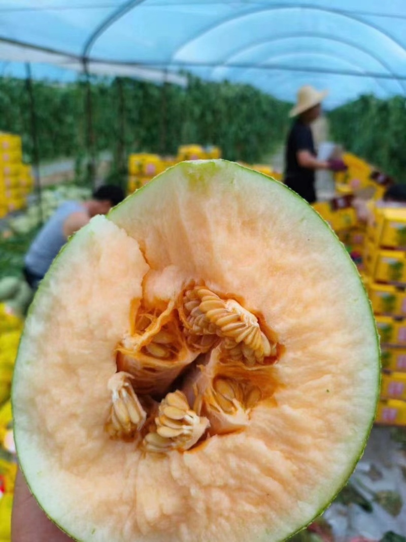 精品海南晓蜜25哈密瓜产地大量上价优欢迎