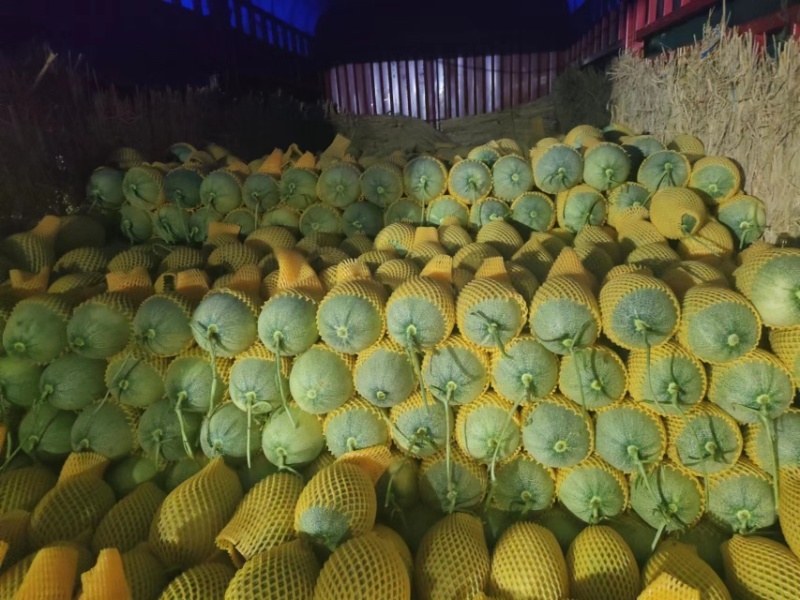 精品海南晓蜜25哈密瓜产地大量上价优欢迎