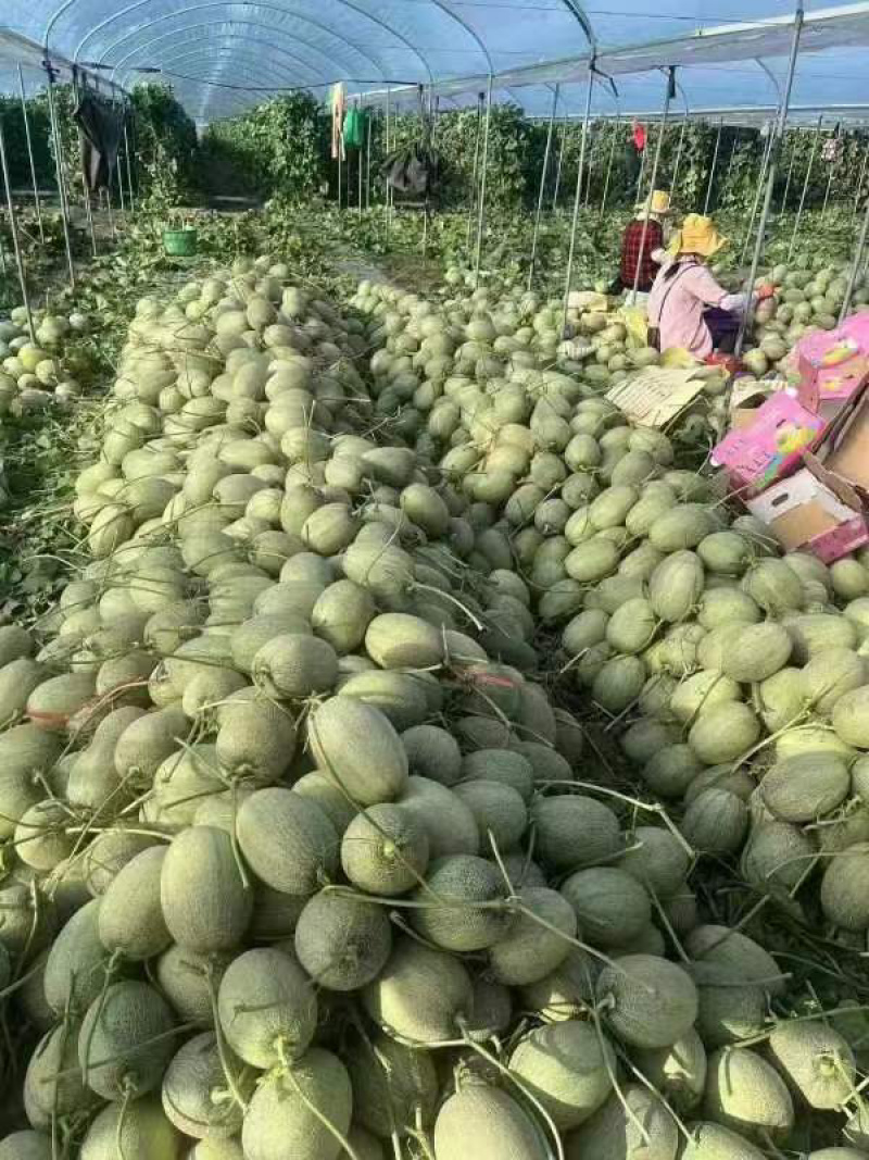 精品海南晓蜜25哈密瓜产地大量上价优欢迎
