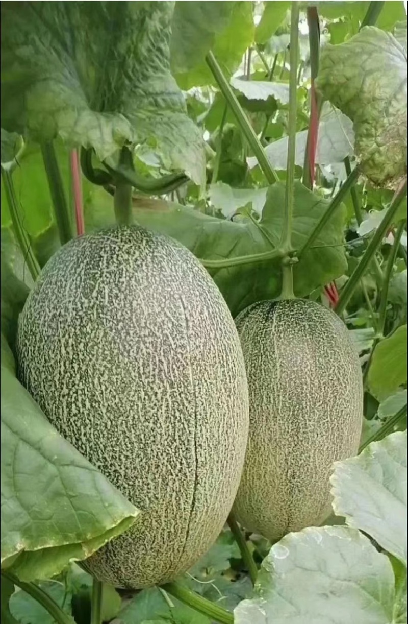 精品海南晓蜜25哈密瓜产地大量上价优欢迎