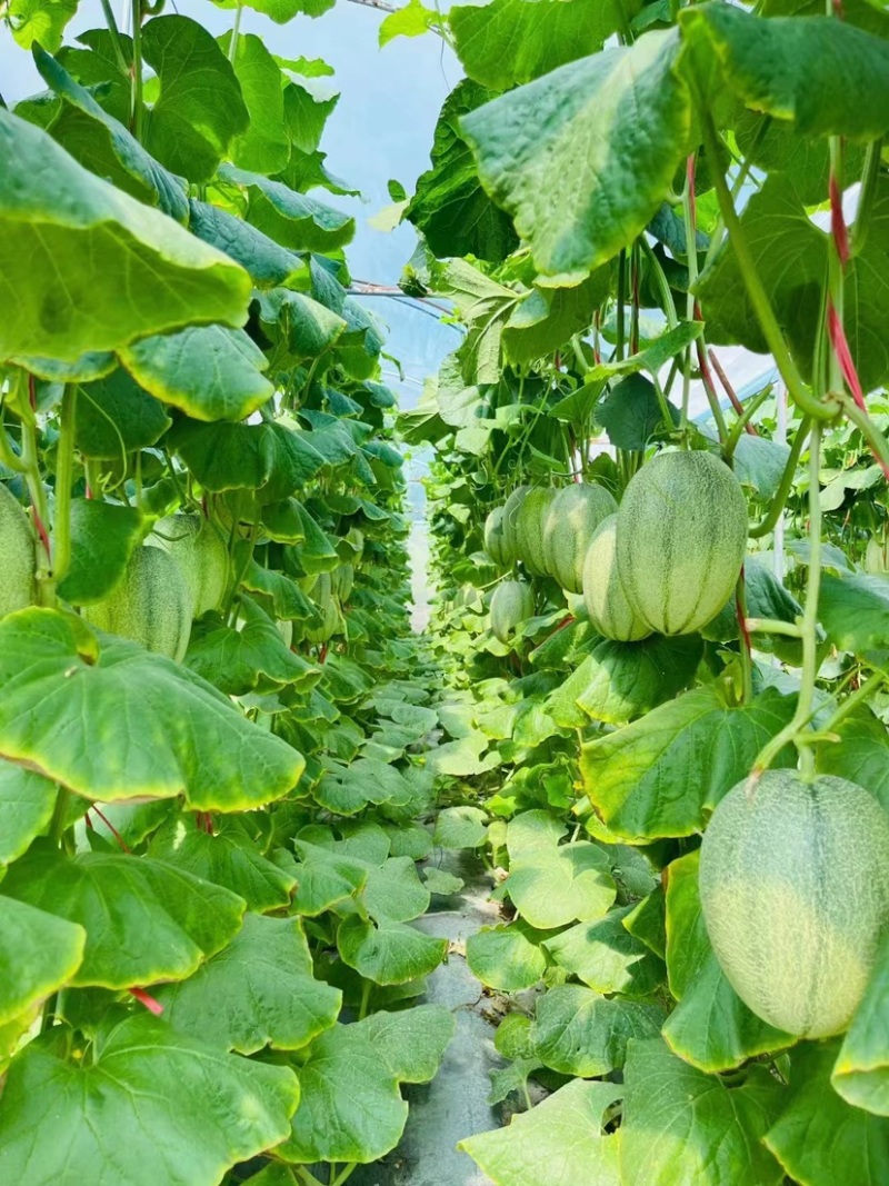 精品海南晓蜜25哈密瓜产地大量上价优欢迎