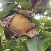 晚秋黄金梨#产地大量供应#可视频看货#供应全国市场#