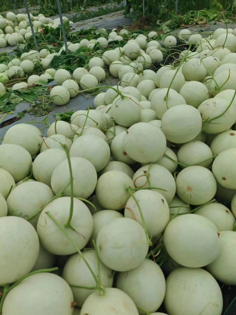 精品奶香蜜瓜,产地直发,量大价优,可视频看货
