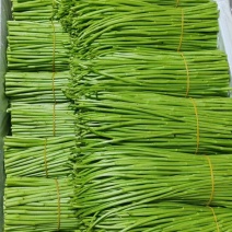 芦蒿黎蒿种植基地